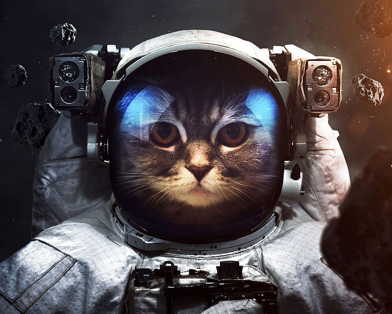 Ground Control to Major Tom, Brown, Black, Space Suit, Light, Space, Cameras, Funny, dark, Serious, Helmet, Meteors, Astronaut, Cat, Catstronaut, Shield, Blue, HD wallpaper