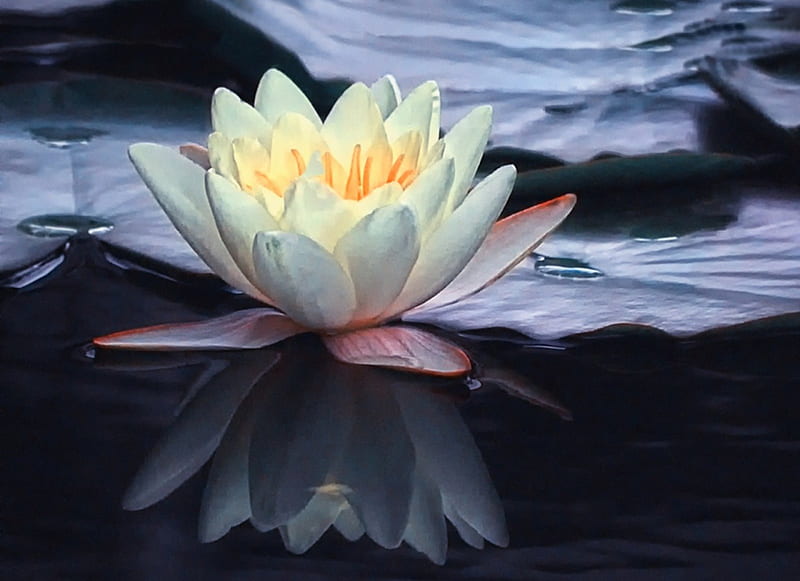 Nymphea, flower, flowers, water lily, HD wallpaper