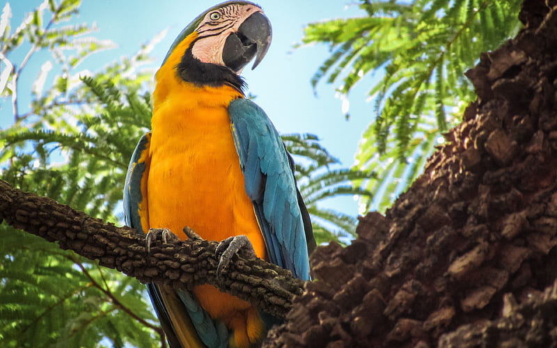 Macaw, tree, parrots, jungle, wildlife, colorful parrots, Ara, HD wallpaper