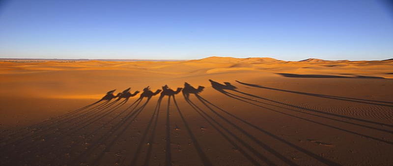 Desert, Sand, Camels, Caravan, HD wallpaper