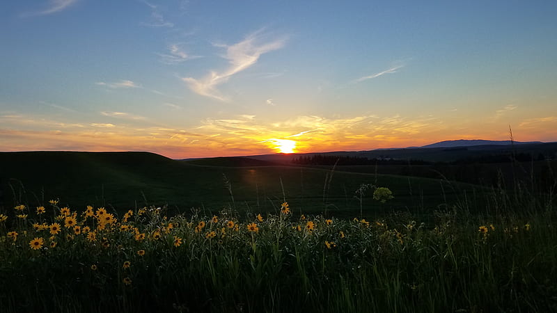 Over the horizon, bonito, fields, flowers, horizon, prairie, scenic, sun, sunflower, sunset, yellow, HD wallpaper