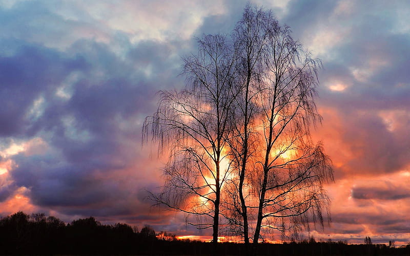 November Sunset in Latvia, Latvia, birches, sunset, trees, clouds, sky ...