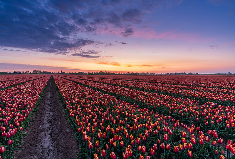 Flowers, Tulip, Dawn, Field, Flower, Netherlands, HD wallpaper