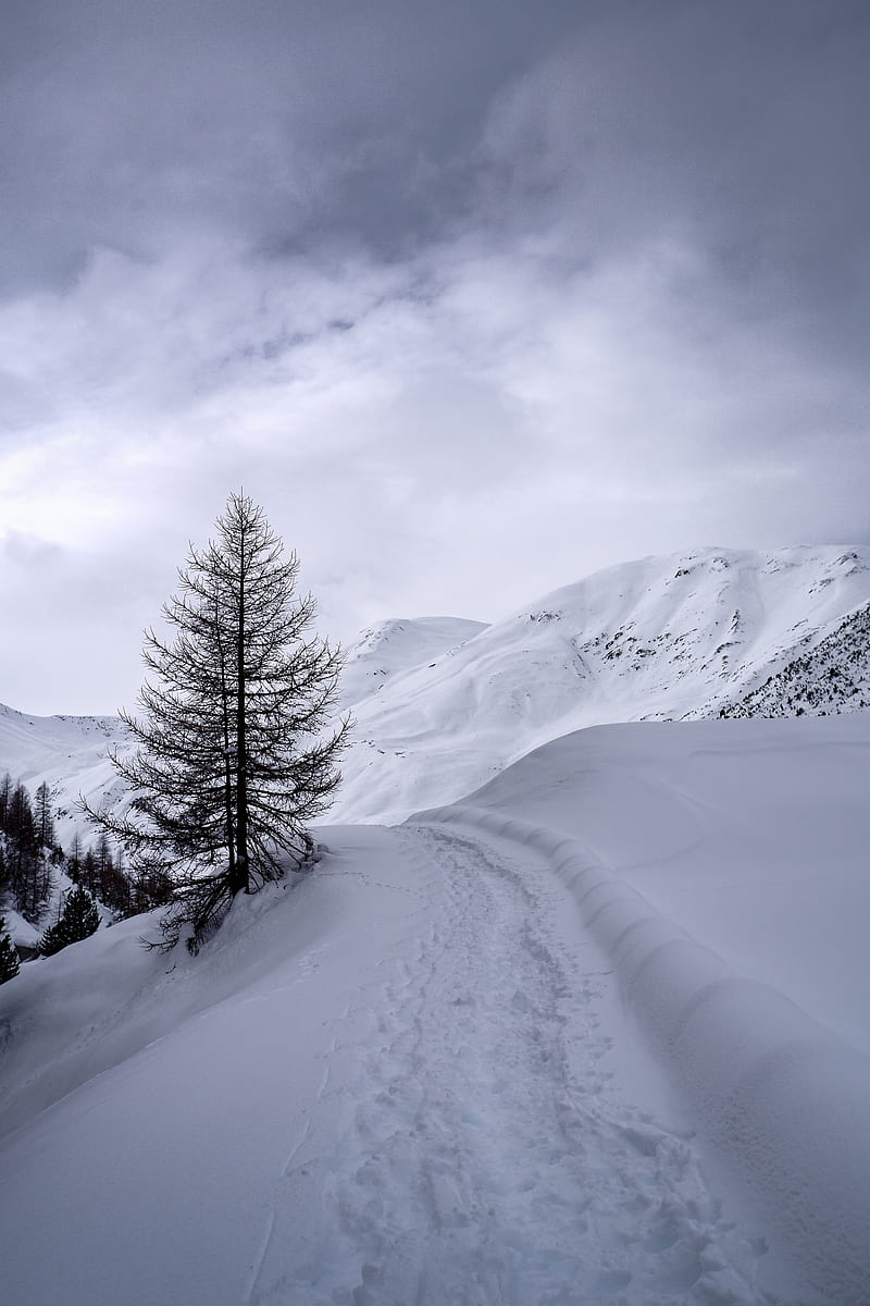 Mountains, snow, path, tree, winter, HD phone wallpaper | Peakpx