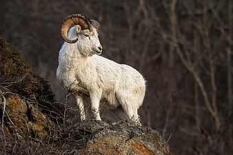 HD bighorn sheep wallpapers | Peakpx