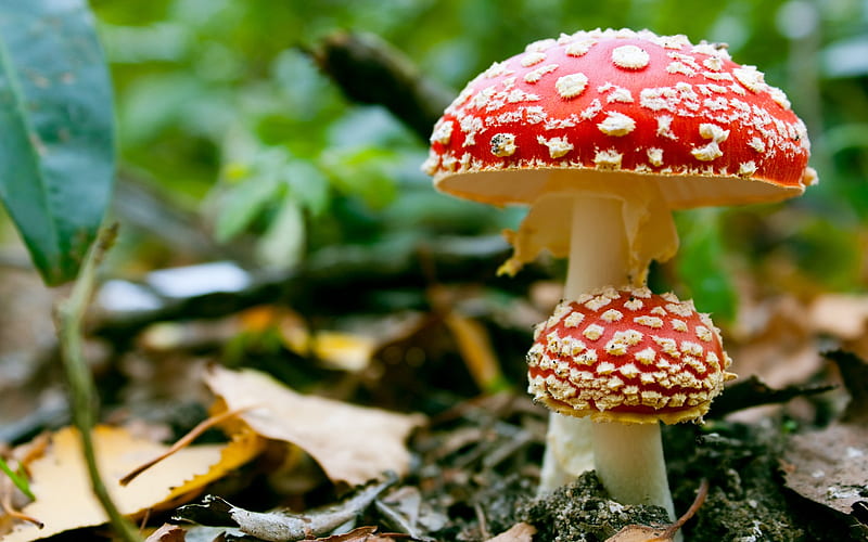 mushrooms, forest, autumn, leaves, grass, mushroom, nature, leaf, HD wallpaper