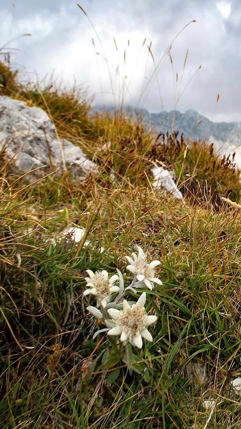 Edelweiss, mountain, flower, HD phone wallpaper