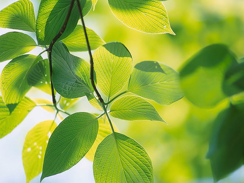 Vista Plant, windows vista, nature, leaves, green, HD wallpaper | Peakpx