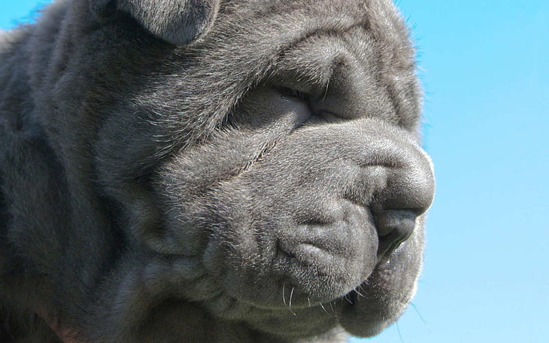 Grey Neapolitan Mastiff, large dog, face, HD wallpaper