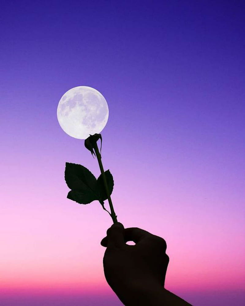 Moon rose, sky, petal, stem, flower, silhouette, hand, HD phone wallpaper