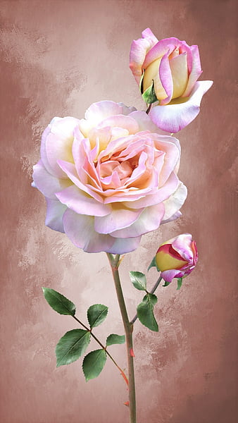 Pink Roses, art, flowers, nice, rose, vintage, zen, HD phone wallpaper