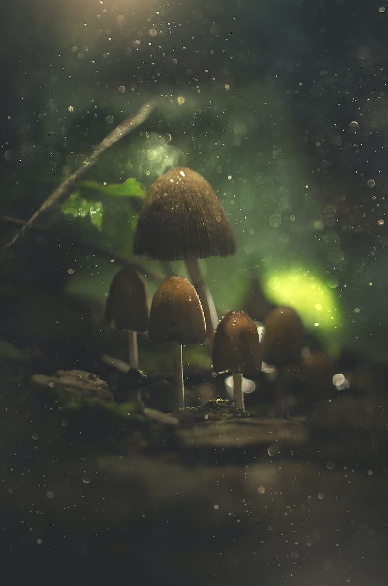 mushrooms, glare, macro, wet, HD phone wallpaper