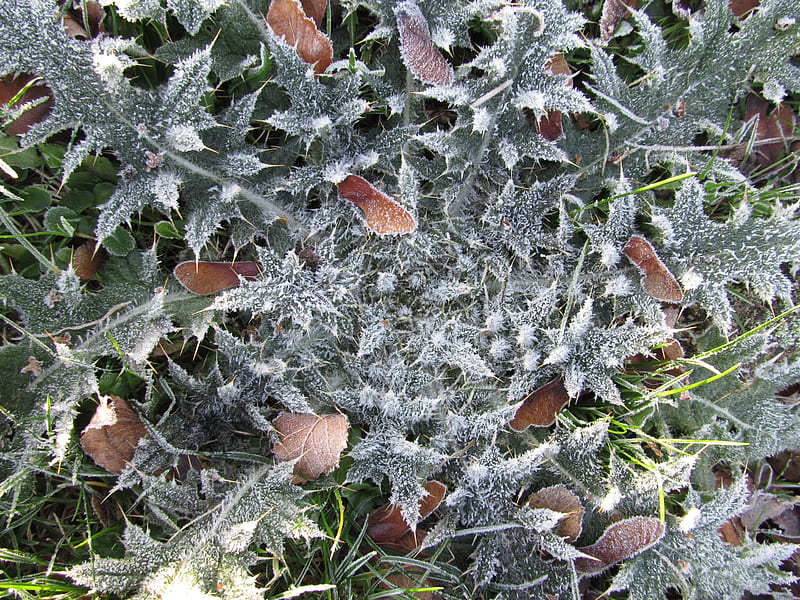 Spikey Frost, Frost, zing, Cold, Plantlife, Winter, HD wallpaper