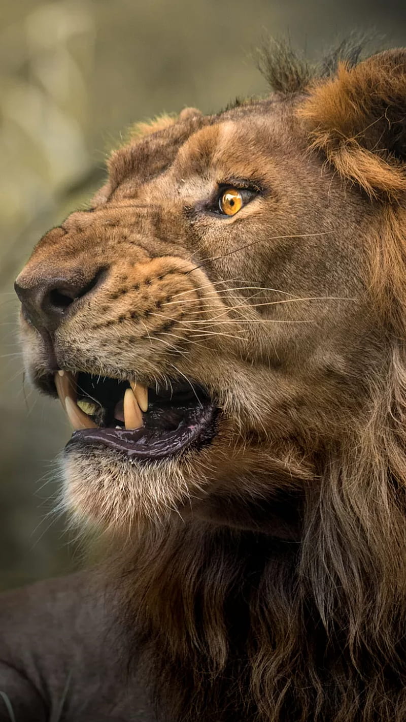 Lion king, animal, face, teeth, HD phone wallpaper