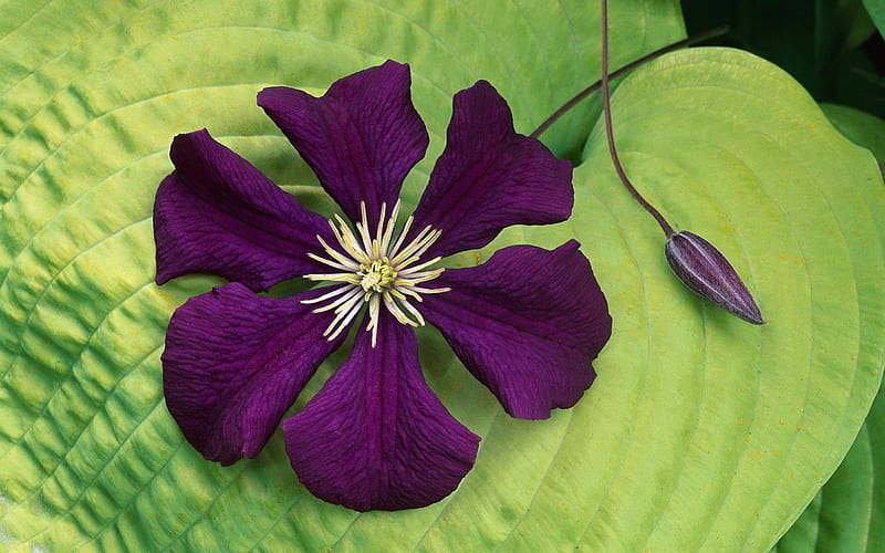 Clematis, flower, purple, green, HD wallpaper
