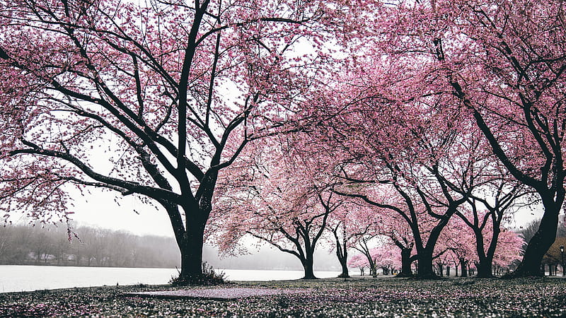 Cherry Blossoms Trees , cherry, trees, nature, HD wallpaper