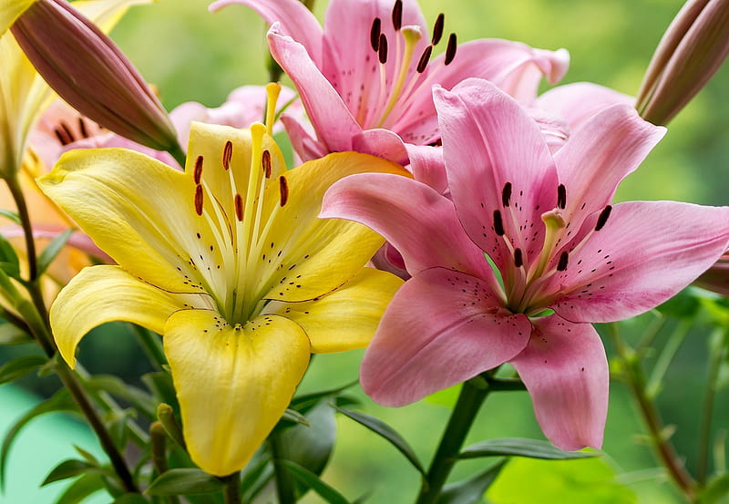 Flores de lirio, lirio, bonita, naturaleza, flor, Fondo de pantalla HD |  Peakpx