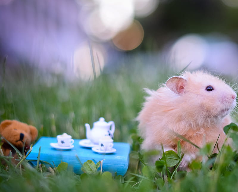 Hamster Tea Party hamster love, party, tea, ted, HD wallpaper
