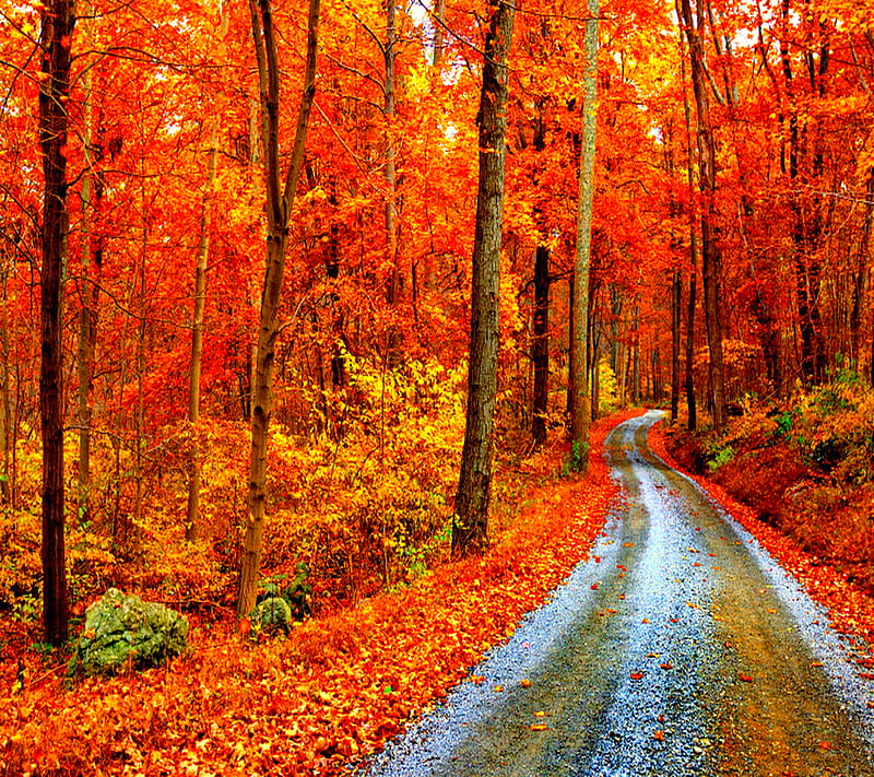 Autumn Forest, look, nice, HD wallpaper | Peakpx