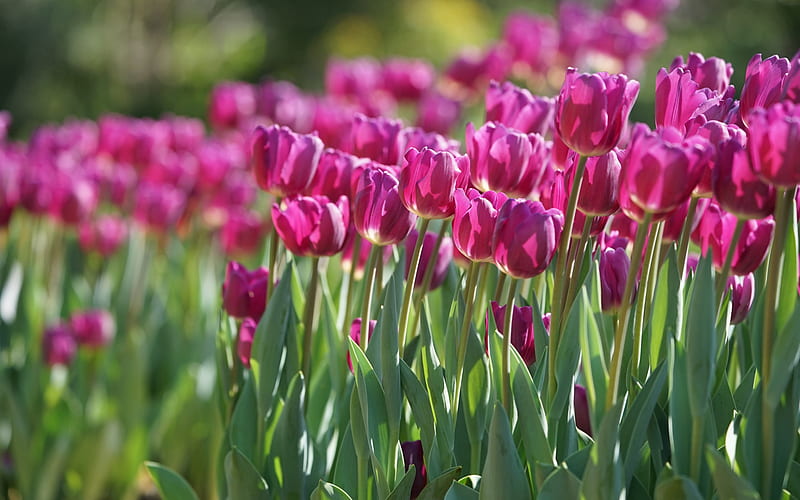 pink tulips, field with tulips, spring flowers, tulips, wildflowers, spring, blur, HD wallpaper