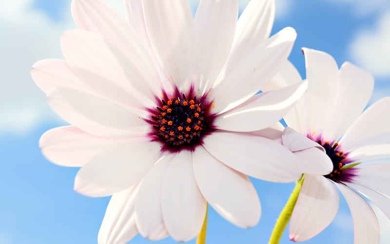 White Daisies, heaven, beautiful nature, flowers, beauty on earth, HD ...