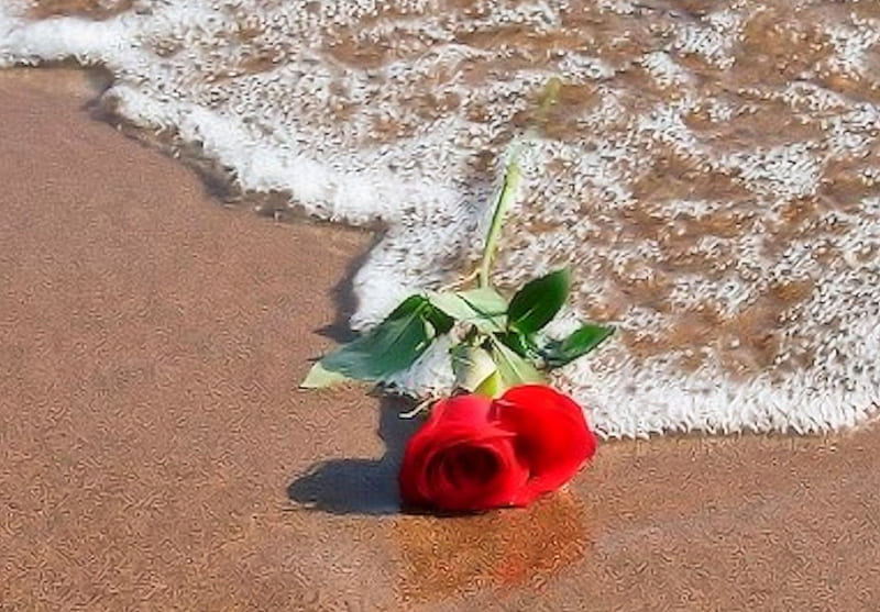 Rose on the Beach, Water, Sand, beach, Rose, HD wallpaper