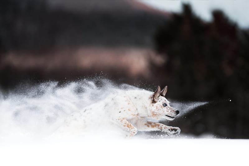 Dogs, Australian Cattle Dog, Running , Snow, HD wallpaper