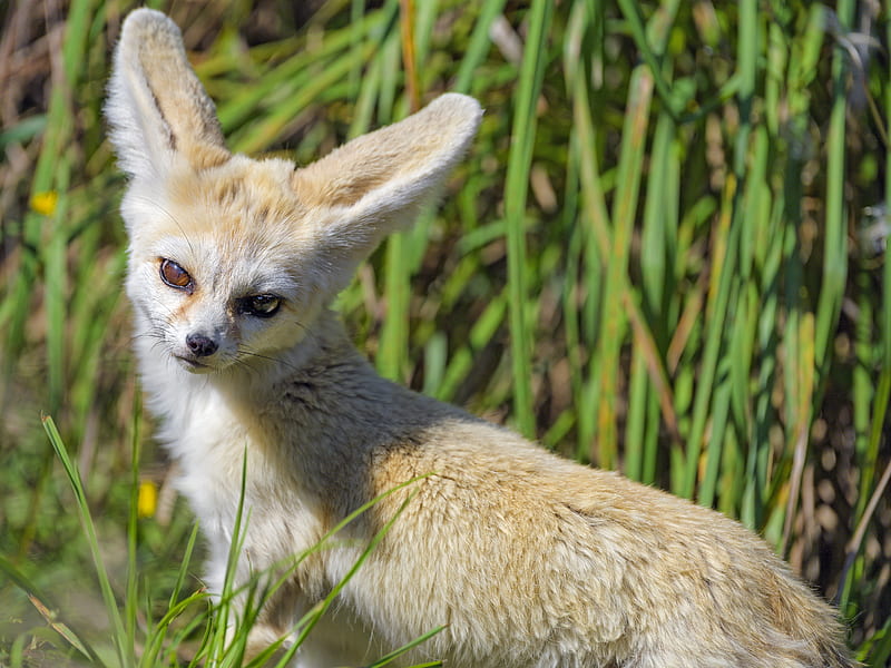 fennec fox, cute, grass, HD wallpaper