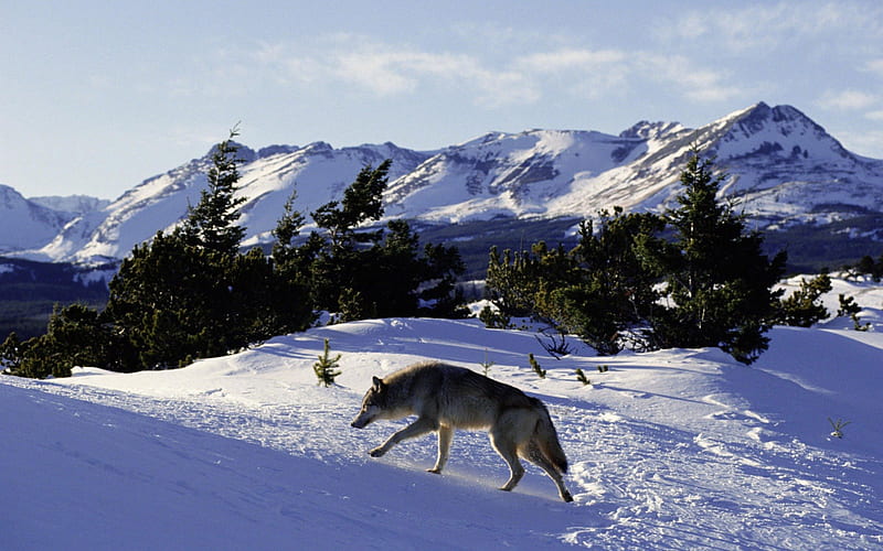 Going for a Walk, nature, wolf, snow, winter, HD wallpaper