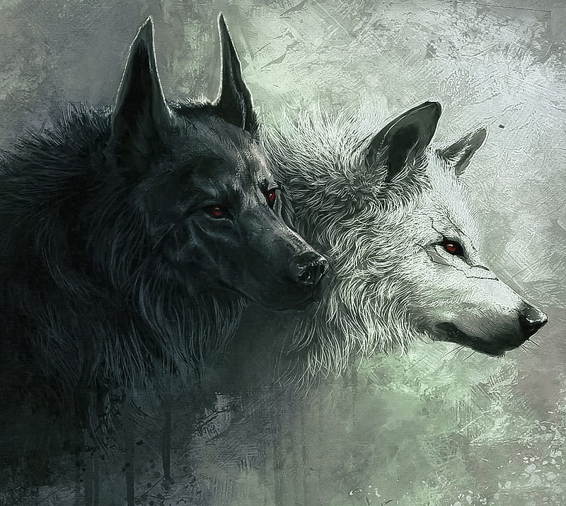 Wolves, animal, black wolf, white wolf, wolf, HD wallpaper