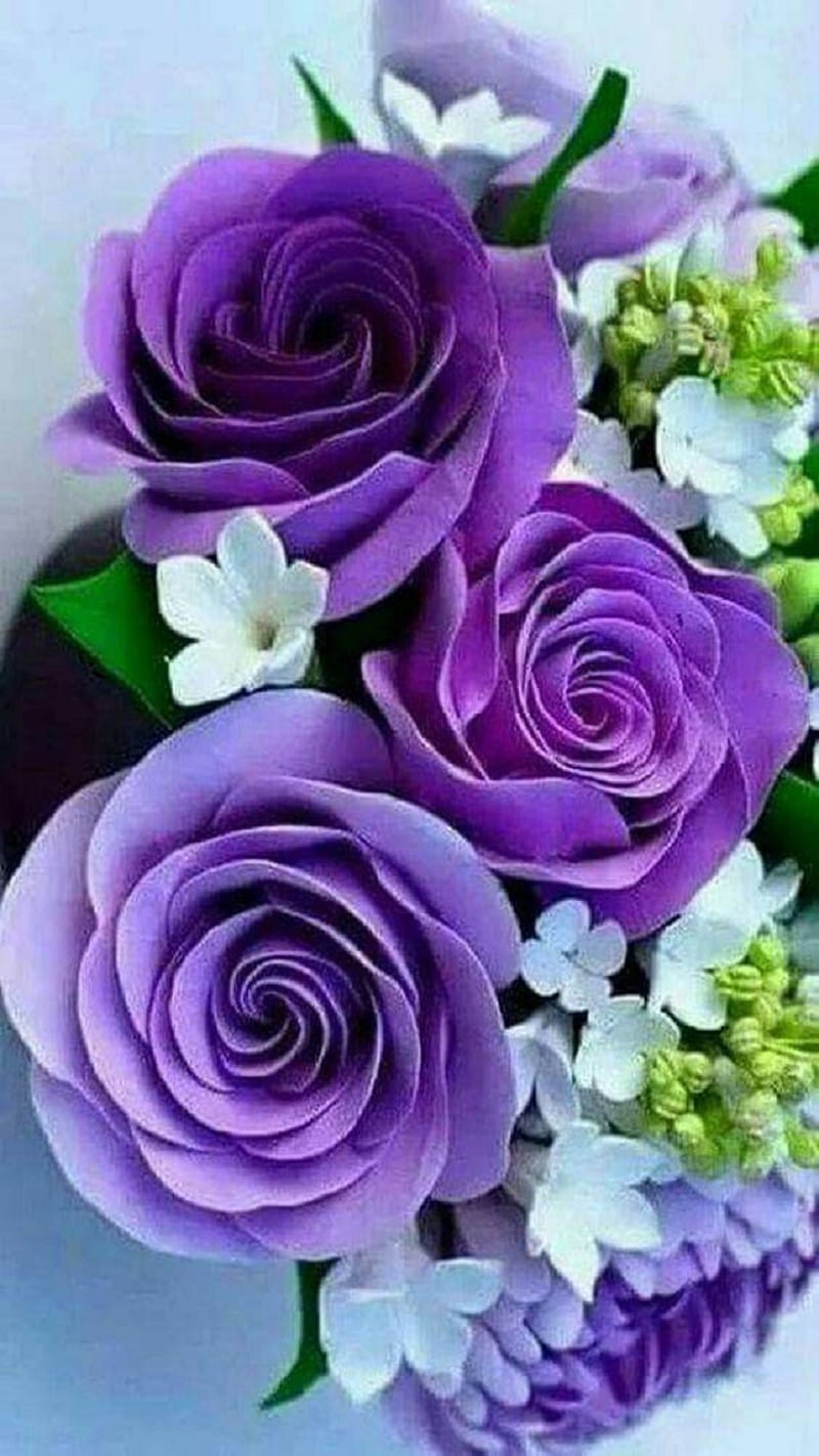 Rosas, violeta, Fondo de pantalla de teléfono HD | Peakpx