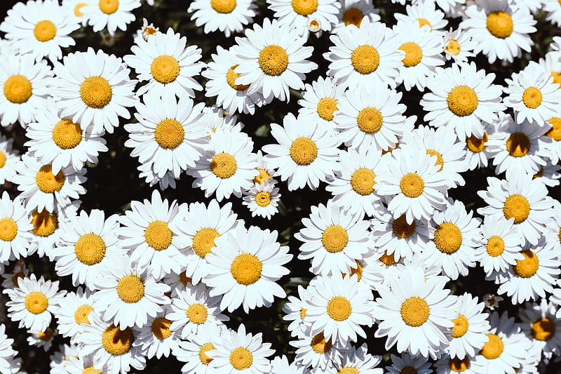 chamomile, flowers, white, bloom, plants, HD wallpaper