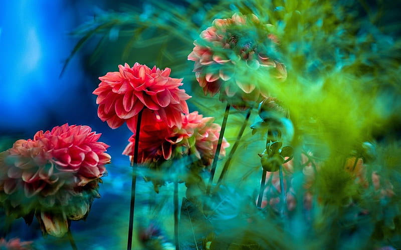 Dahlias, Dahlia, Red, Flowers, Green, HD wallpaper