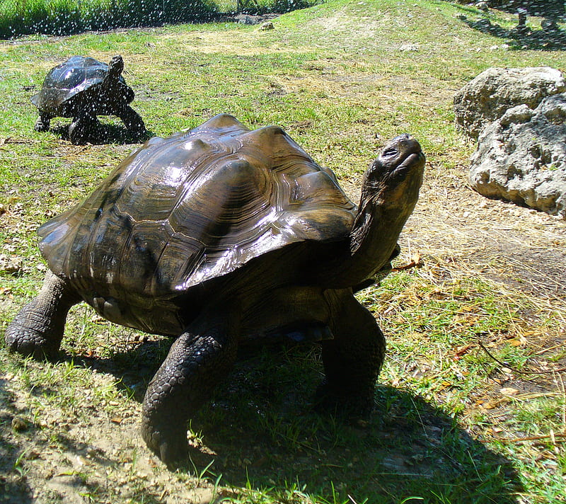 Giant Galapago, galapagos, reptile, tortoise, turtle, HD wallpaper