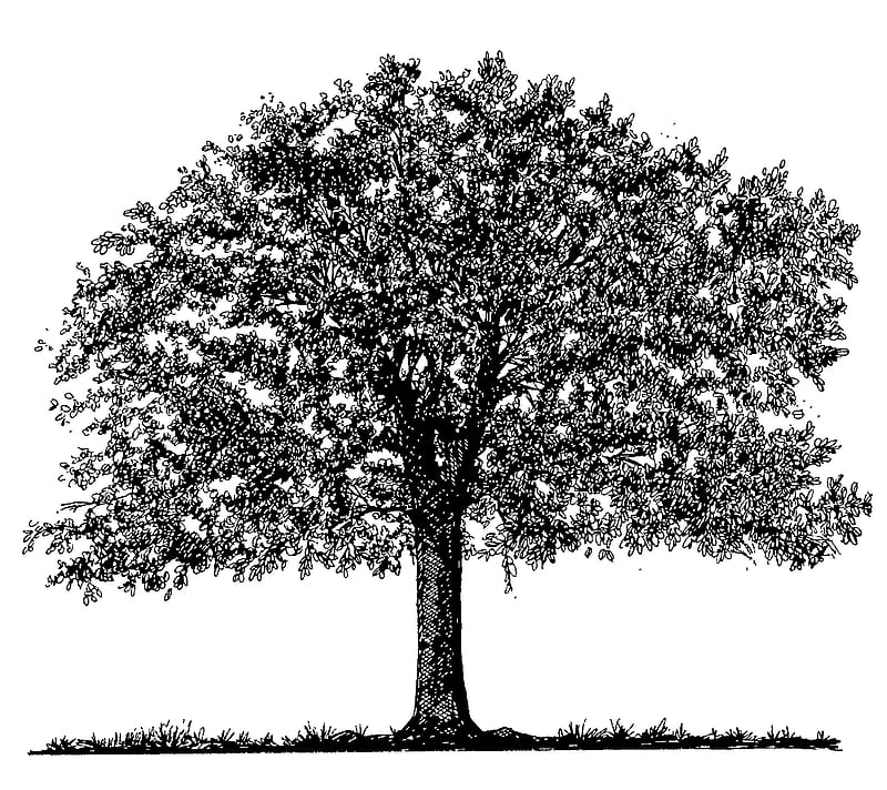 OCD Tree, aliosha384, black and white, branches, draw, drawing, leaves, HD wallpaper