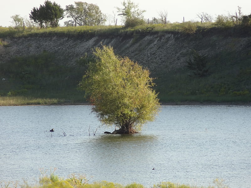 Little Island in The Middle of Nowhere, tree, water, island, lake, HD wallpaper