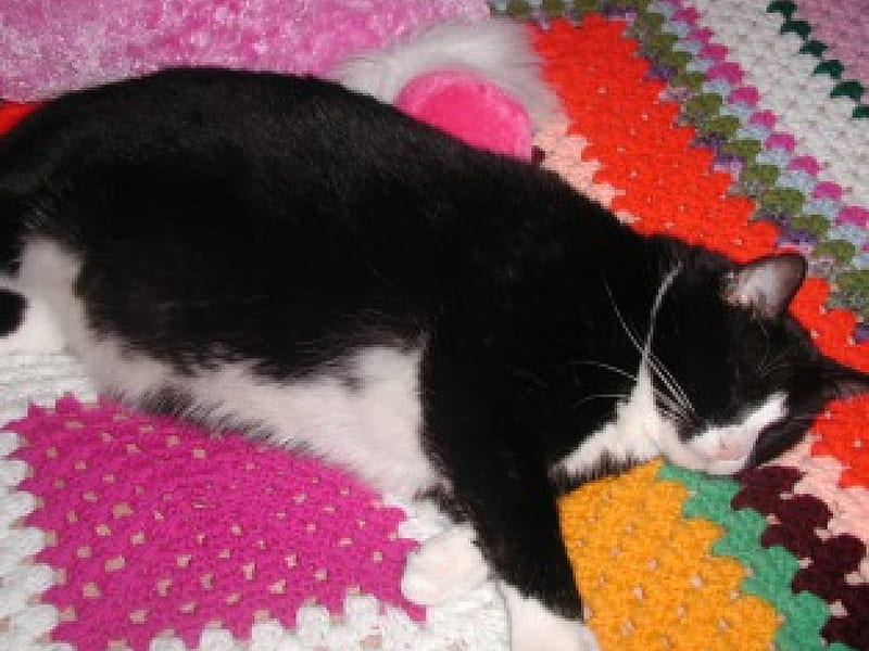 Tuxedo Cat, Pets, Tuxedo, Sleeping, Cat, HD wallpaper
