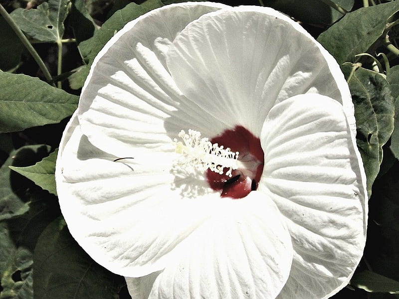 White Hibiscus, flower, petals, white, hibiscus, HD wallpaper | Peakpx