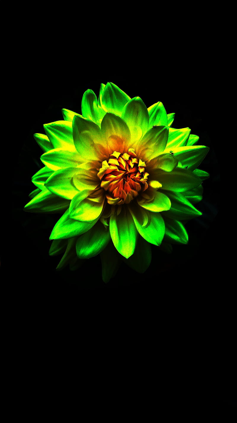 Green flower, flower, green, HD phone wallpaper