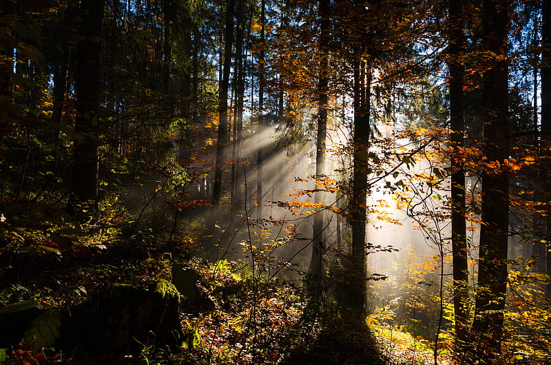 forest, rays sun, trees, foliage, HD wallpaper
