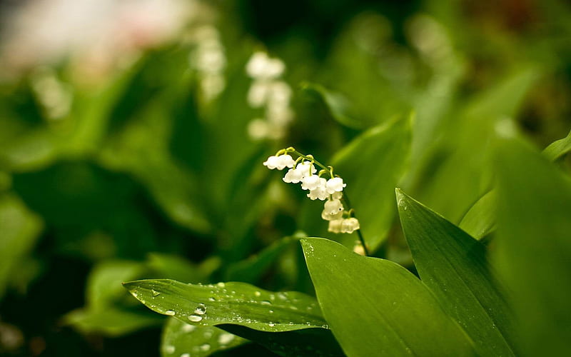 lily of the valley-2012 flowers Featured, HD wallpaper