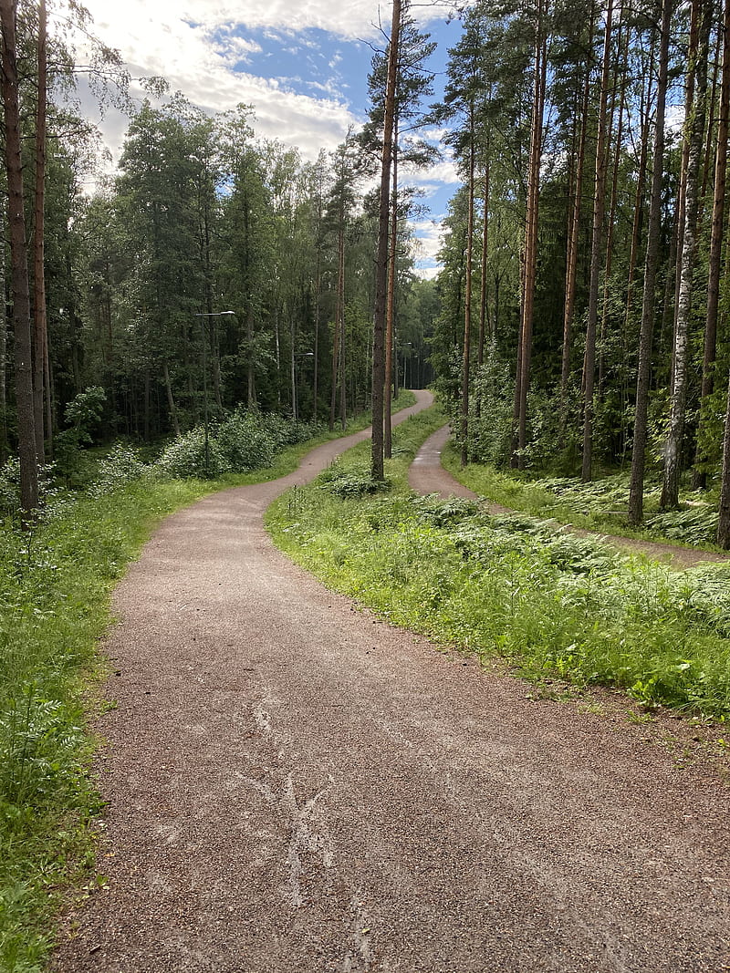 path, trees, forest, grass, sky, HD phone wallpaper