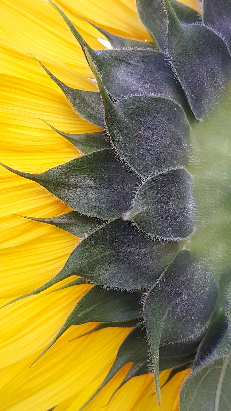 Sunflower , sunflower, flower, garden, grow, yellow, green, pedal, HD phone wallpaper