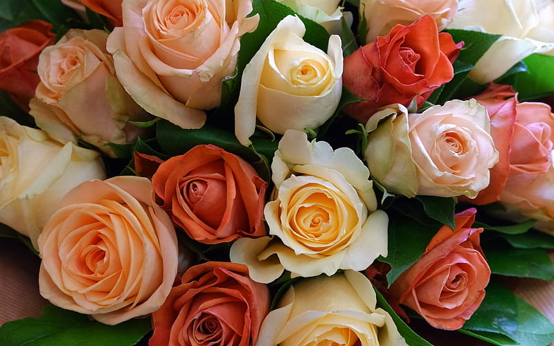 roses, rosebuds, background with roses, orange roses, purple roses, beautiful flowers, bouquet of roses, HD wallpaper