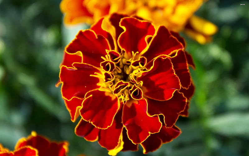 french marigold, flower, marigold, plant, french, HD wallpaper