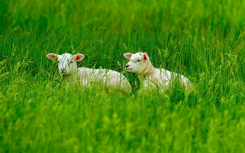 sheeps grassland, lambs, green grass, funny animals, HD wallpaper