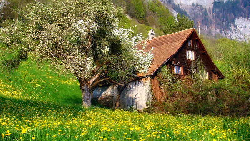 alpine chalet in spring, tree, chalet, mountains, flowers, spring, meadow, HD wallpaper