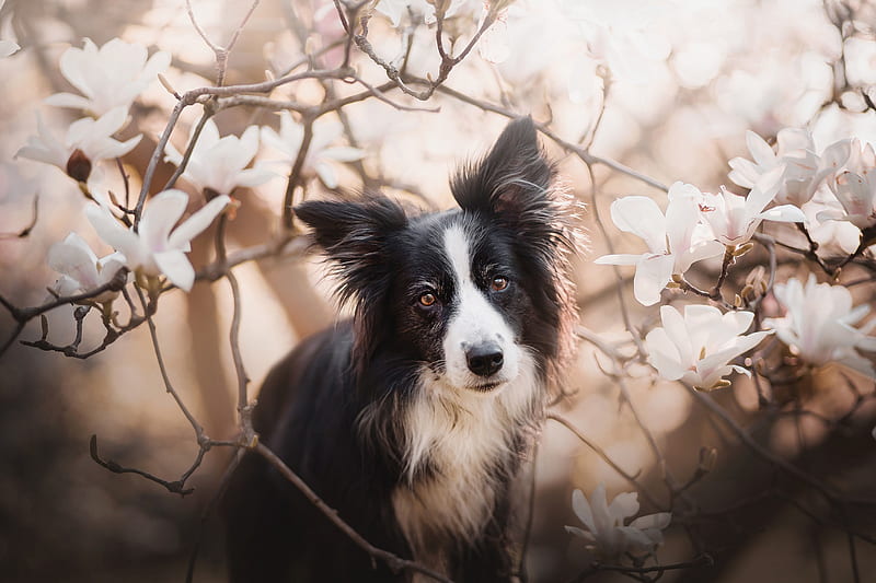 Dogs, Border Collie, Dog, Flower, Magnolia, Pet, HD wallpaper