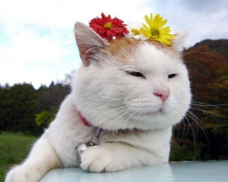 Flowers in my head, cute, flowers, funny, cat, animals, HD wallpaper |  Peakpx