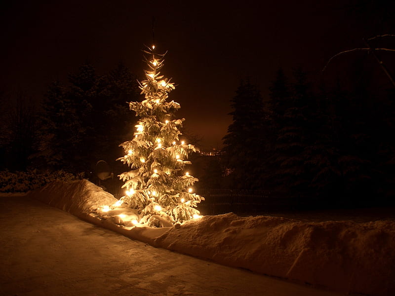 Christmas tree, christmas lightining, snow, bonito, pine tree, night, HD wallpaper